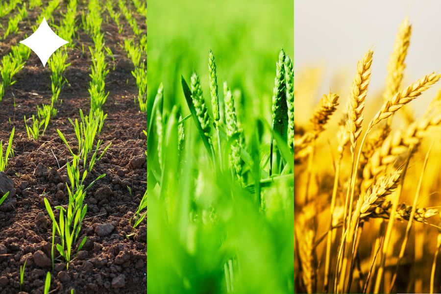 Vývoj pšenice v čase